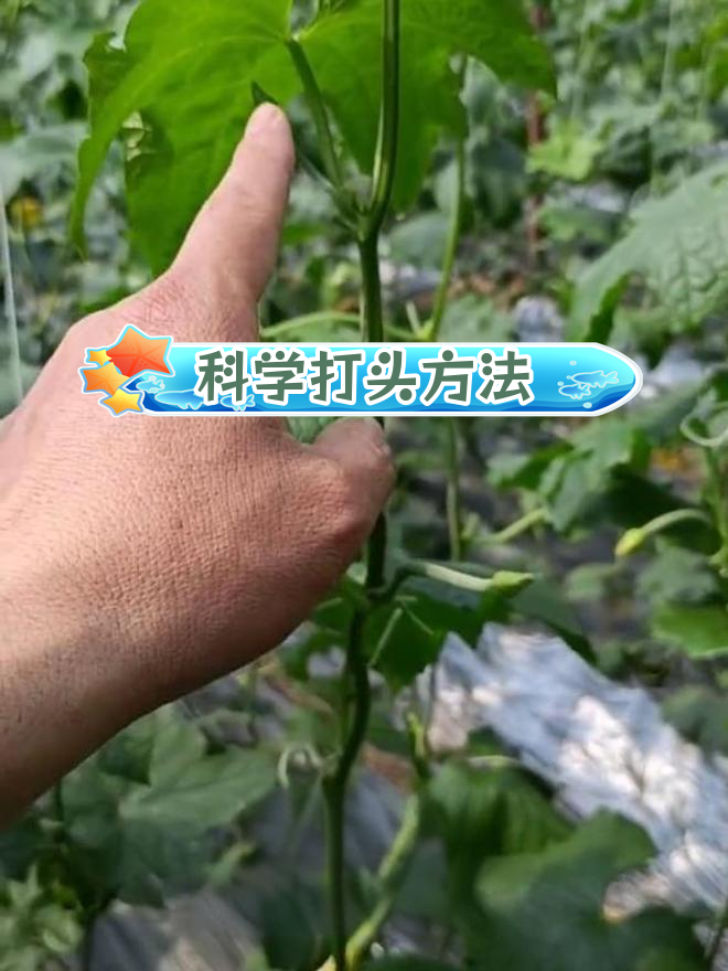 丝瓜打头技巧详解