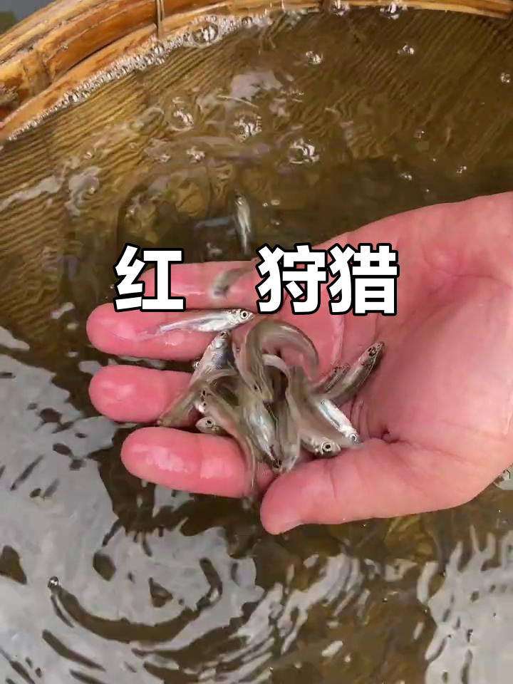 翘嘴红鲌,捕食小鱼虾,成长迅速,路亚爱好者的理想猎物