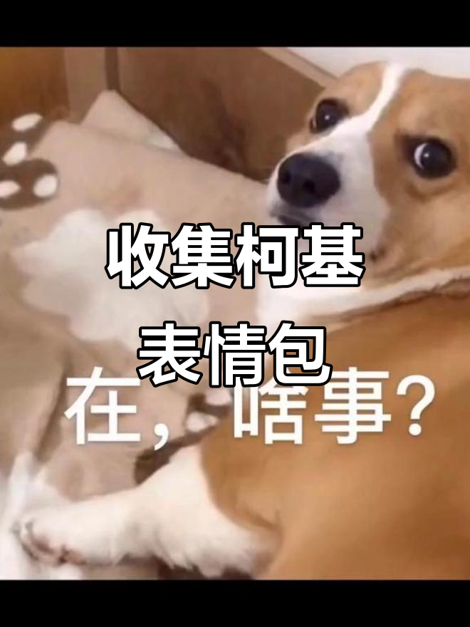 柯基表情包大集合,快来收藏!