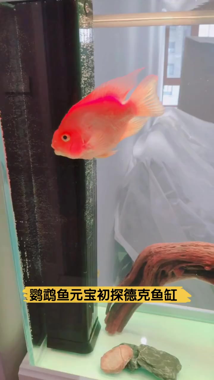 鹦鹉鱼元宝初探德克鱼缸