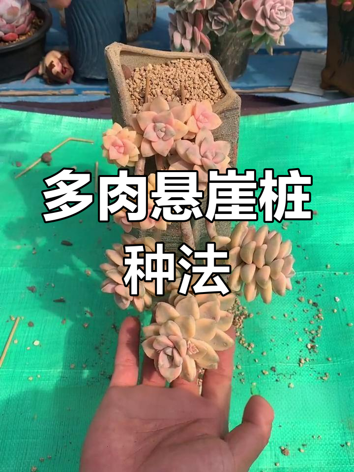 悬崖桩多肉种植技巧,轻松搞定根部稳固