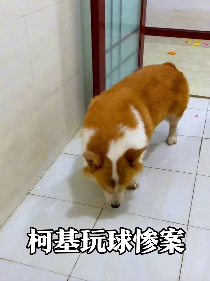 柯基沉迷玩气球,下一秒直接吓出表情包!