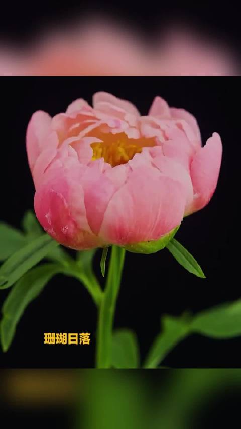 芍药这么美还是中药换谁不迷糊「芍药不愧是中药严选」日前,微博“芍药”话题登上热搜,引发网友