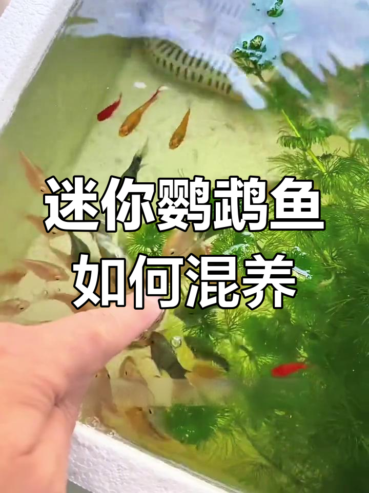 迷你鹦鹉鱼能混养吗?我的经验告诉你
