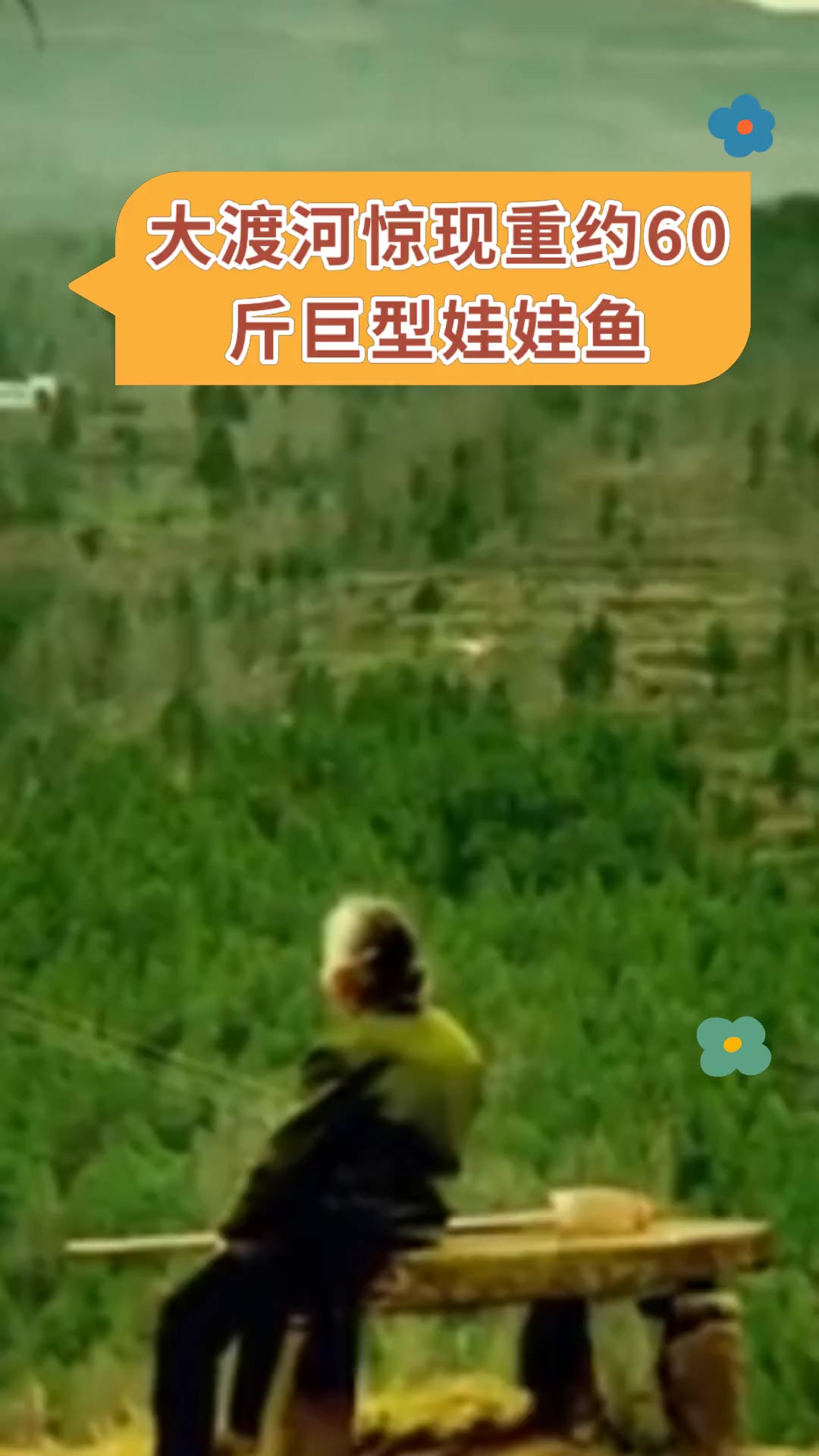 大渡河惊现重约60,斤巨型娃娃鱼