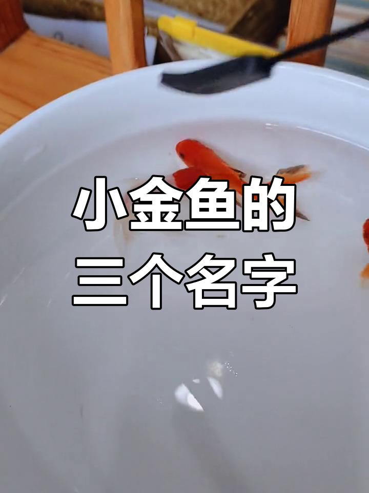 三条小金鱼的名字:鸿运当头、红红火火和麻辣