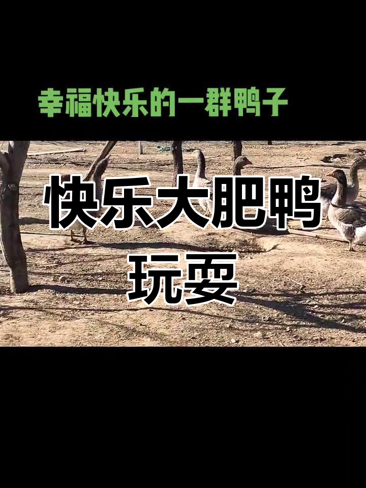 一群大肥鸭田间嬉戏,走路嘎嘎笑不停