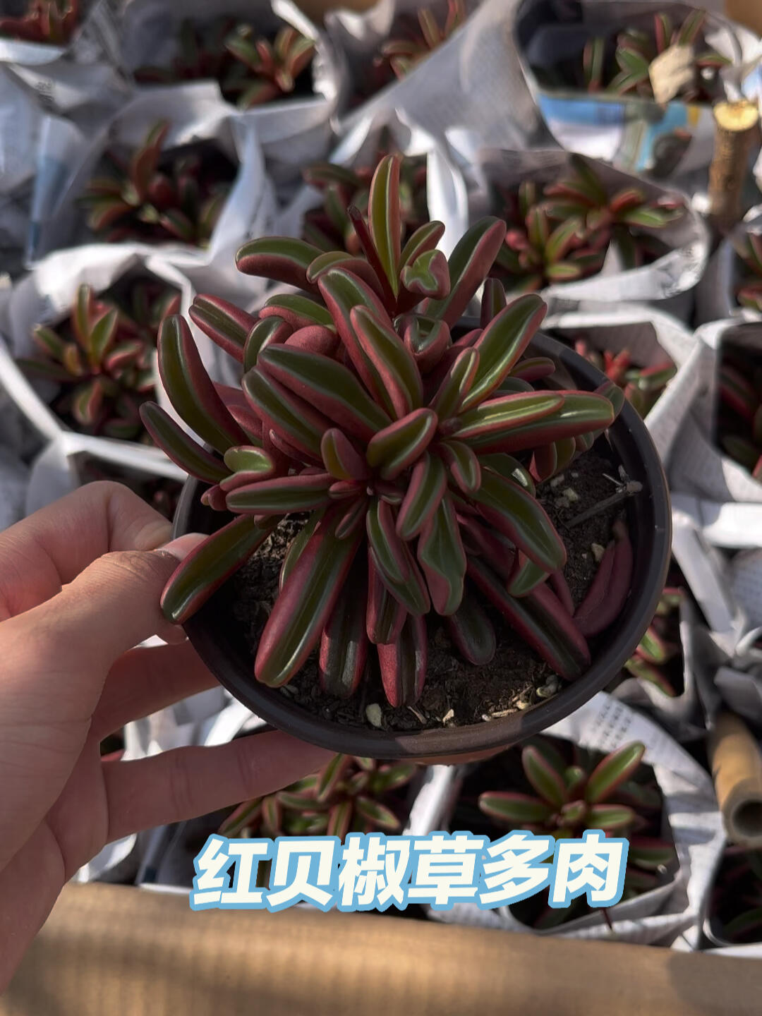 去甲醛多肉 红贝椒草 小孩房间必备