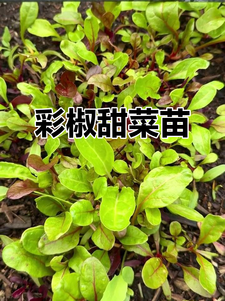 彩色甜菜苗:颜值与美味并存,迷你蔬菜新宠