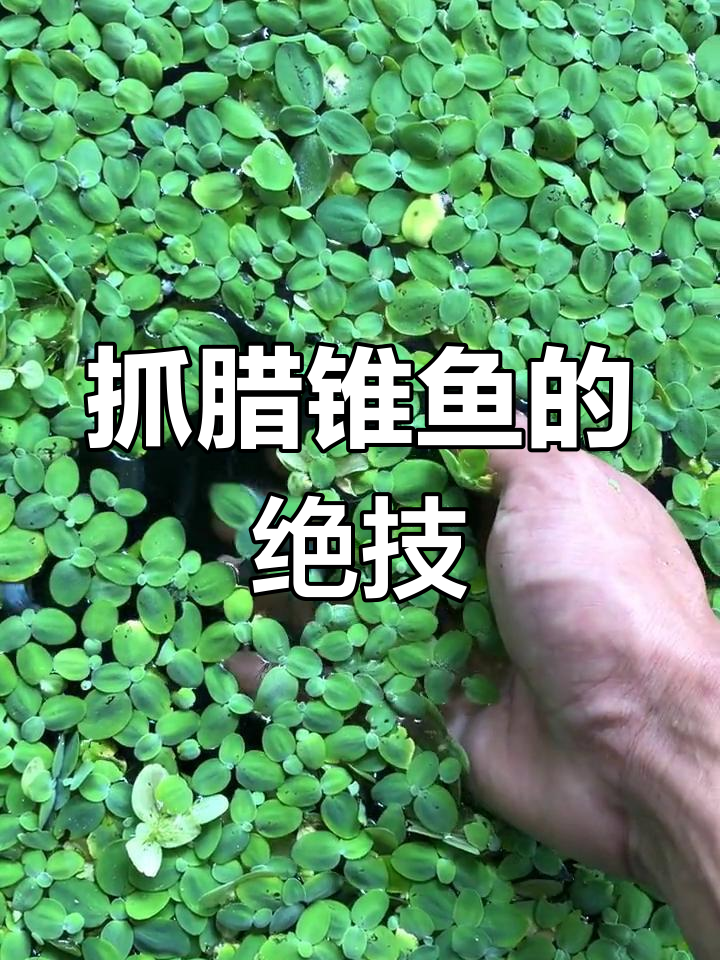 腊锥鱼:水质要求极高,抓捕技巧超6