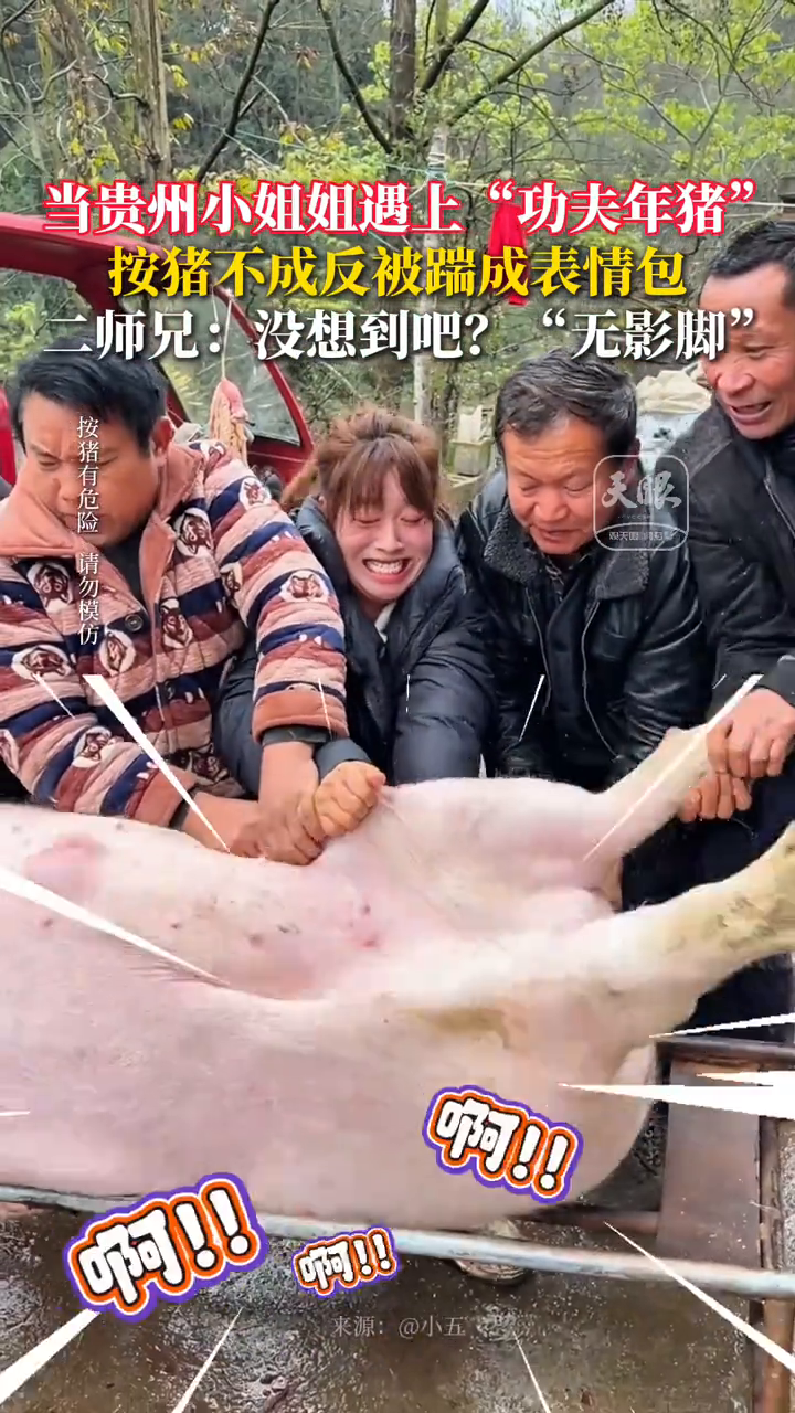 当贵州小姐姐遇上“功夫年猪”,按猪不成反被踹成表情包