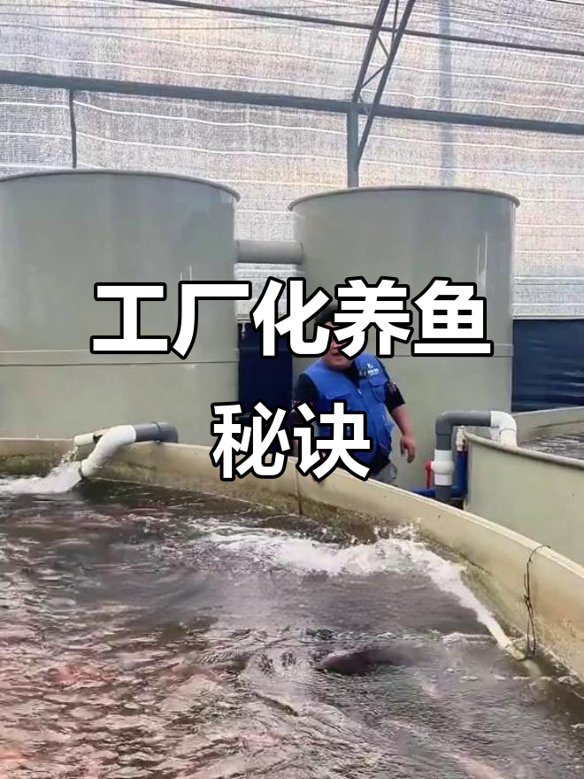 如何设计鱼池,让养殖更高效?我的大棚经验分享!
