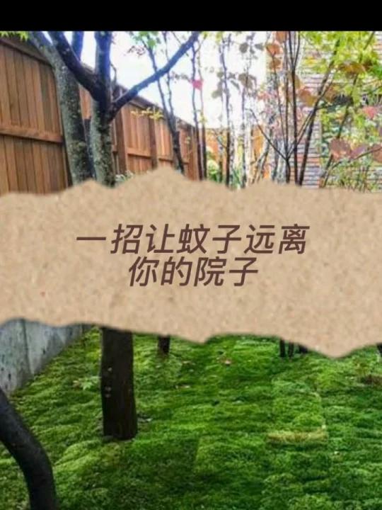 一招让蚊子远离你的院子 炎炎夏日,最讨人嫌的就是蚊子 比如在院子里吃个饭、唠个磕、种个菜 