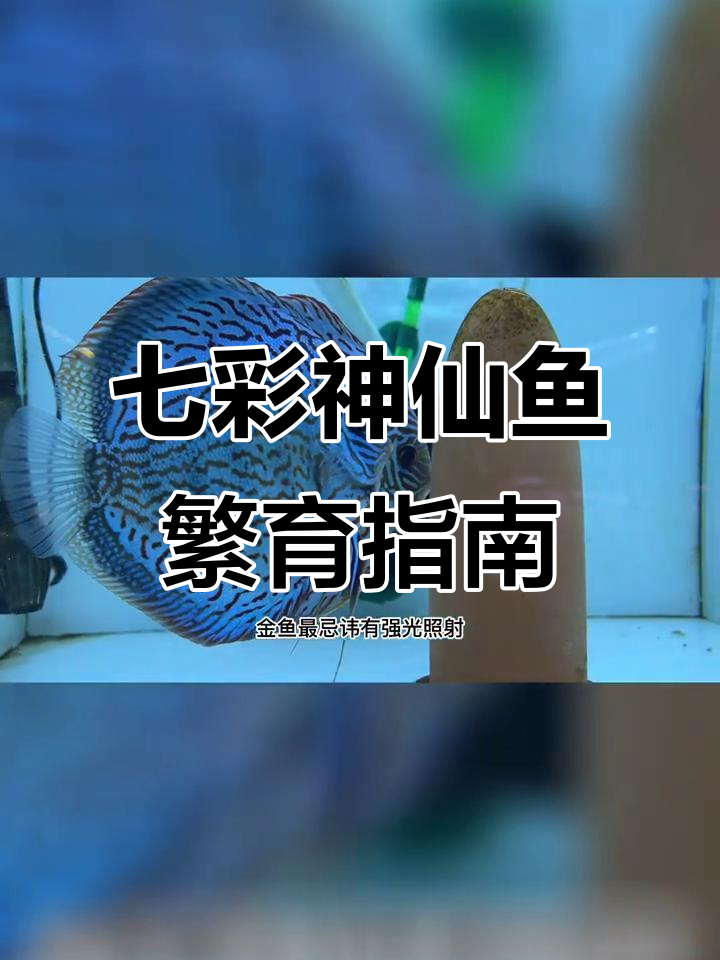 七彩神仙鱼繁殖必备设备与技巧,轻松搞定!