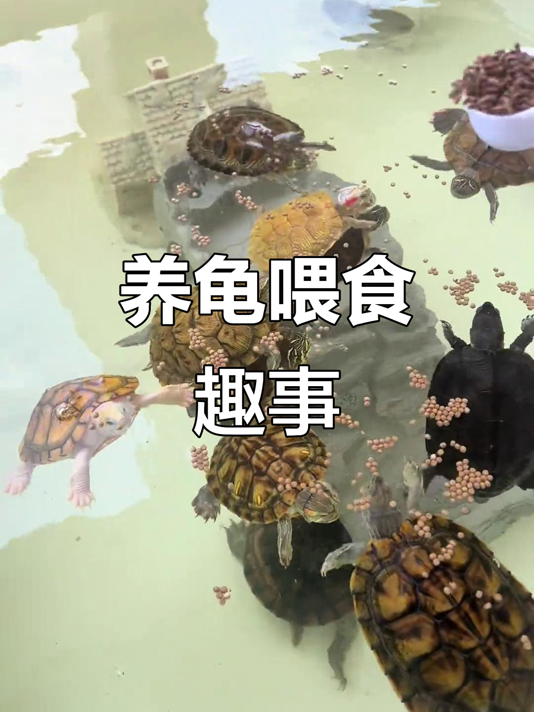 龟龟们的吃饭日常,海豚精装和巧克力都来了!