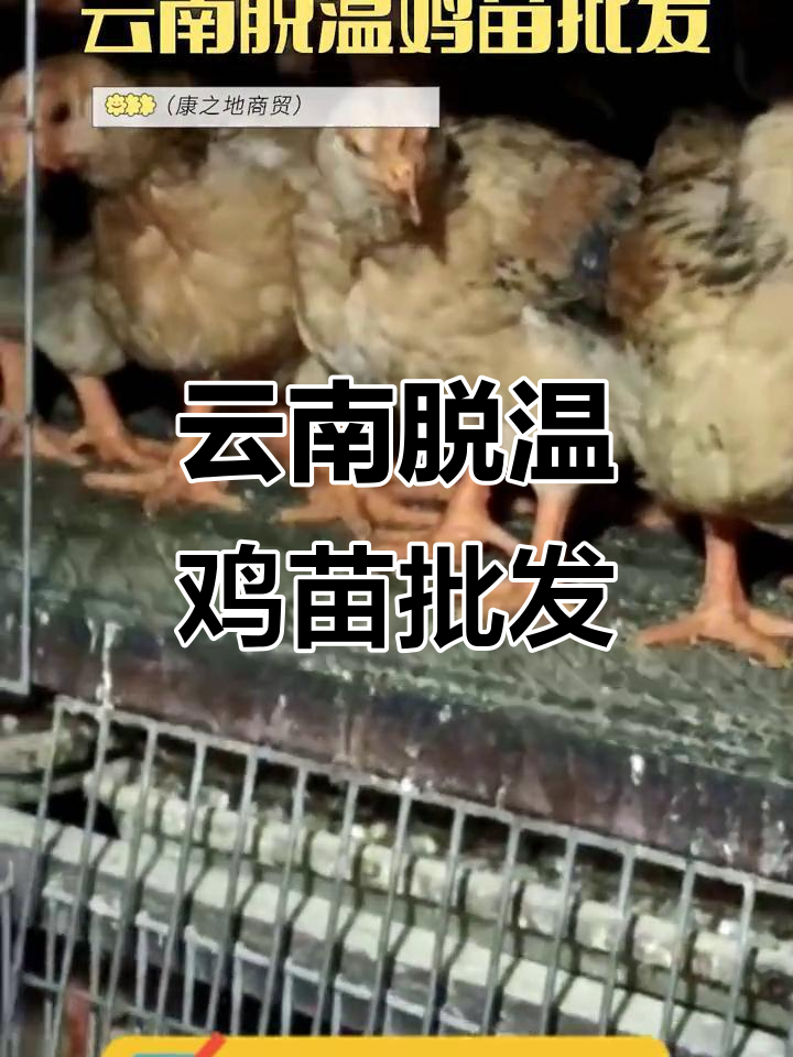 云南麻鸡苗批发,K901线优质公母比例