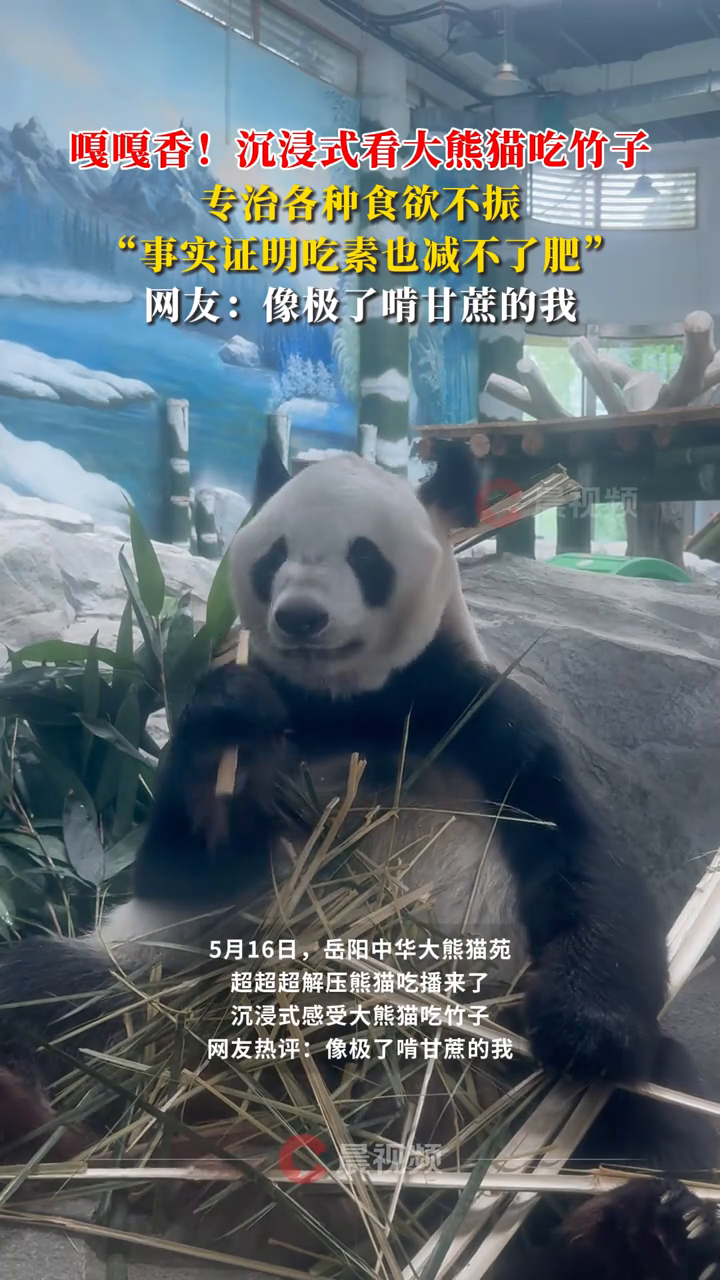 嘎嘎香!沉浸式感受大熊猫吃竹子 专治各种食欲不振