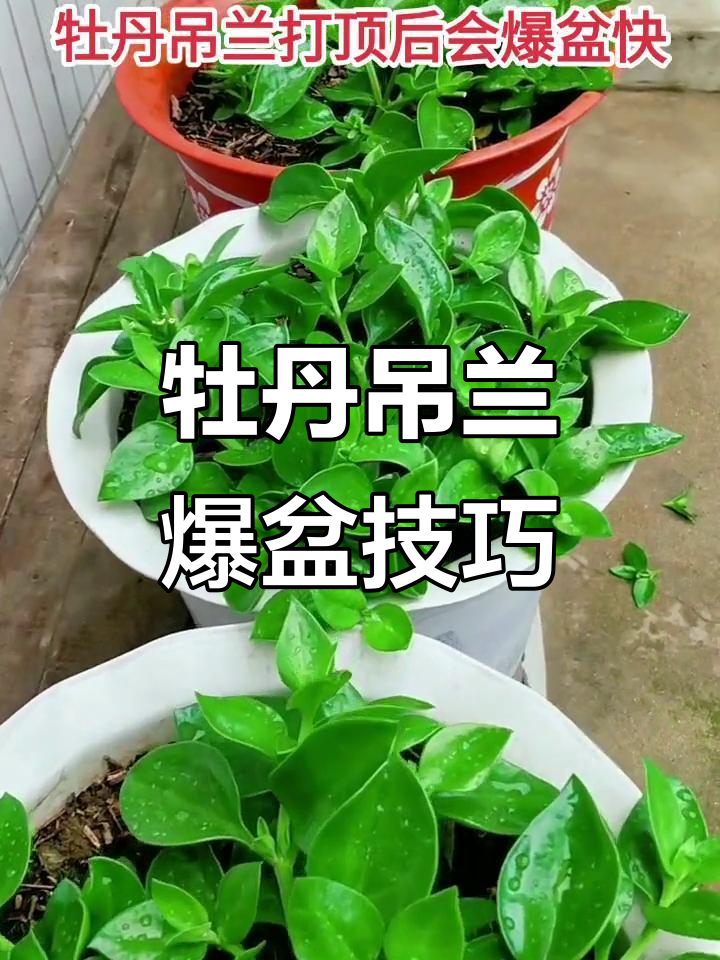 牡丹吊兰快速爆盆秘诀,打顶修剪不可少