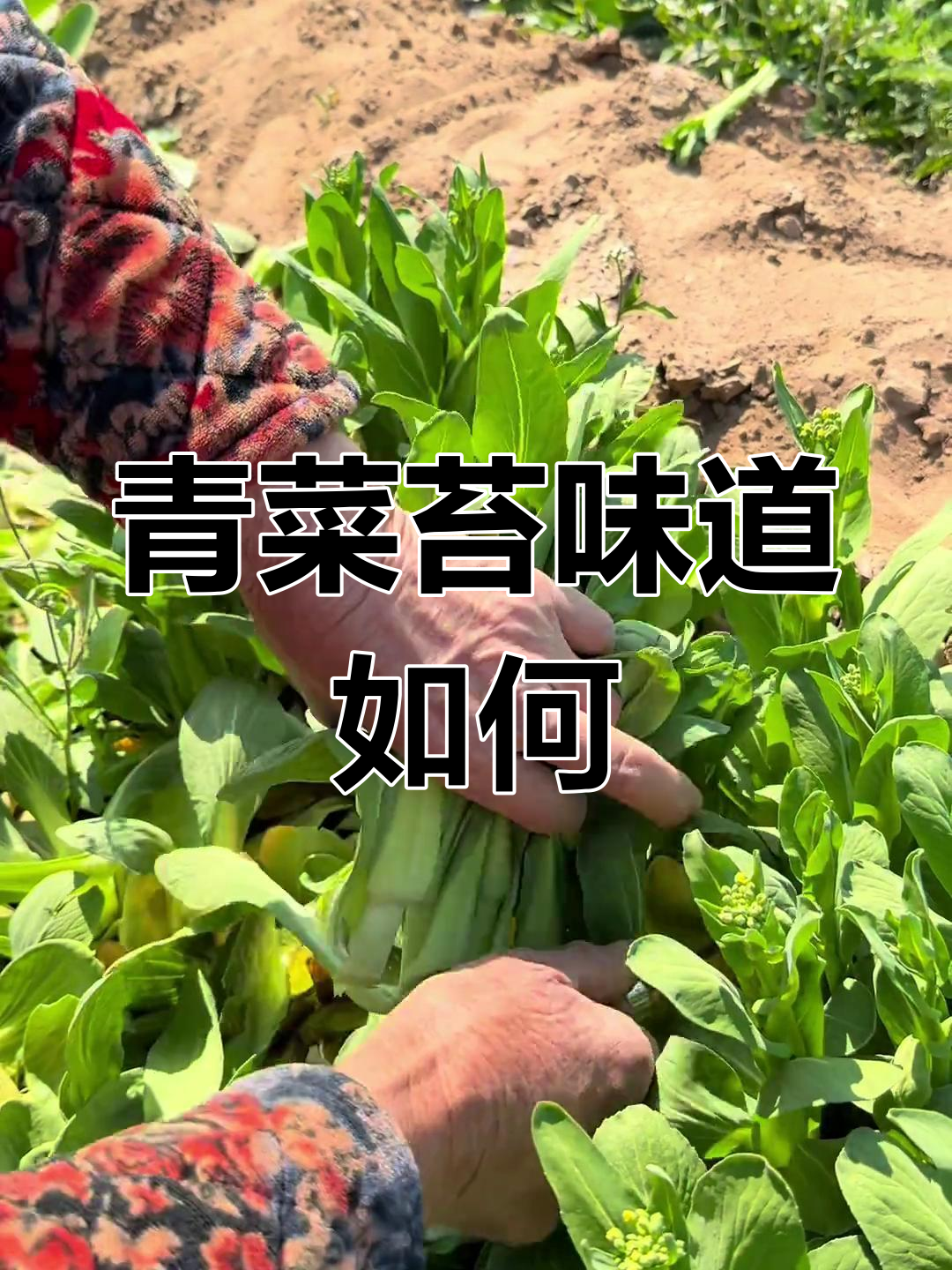上海青菜苔的苦味,你尝过吗?