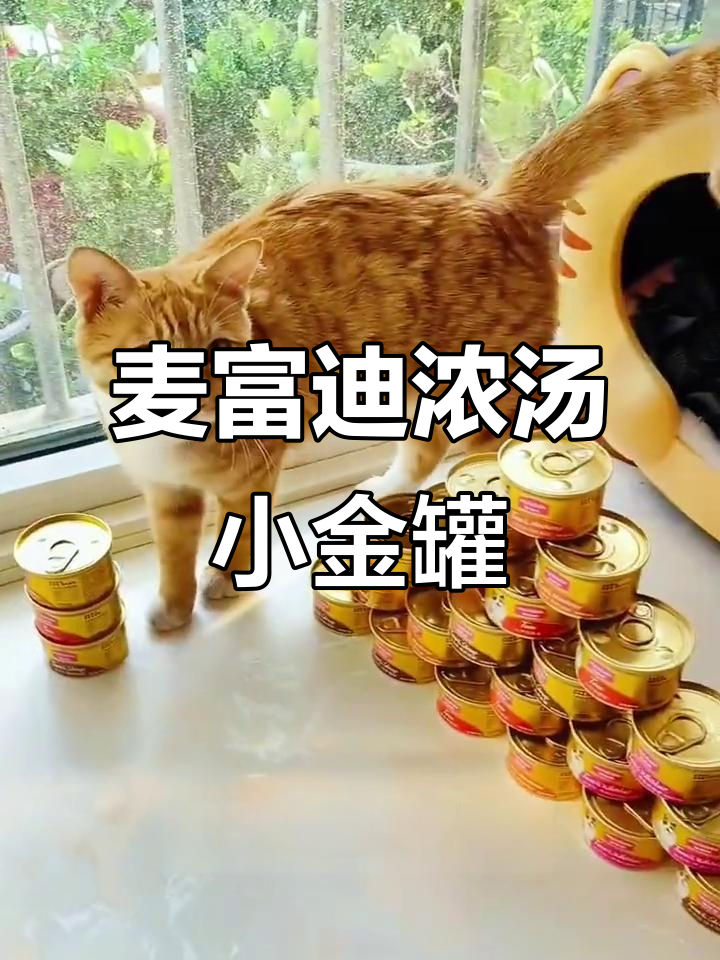麦富迪小金罐:大块吞拿鱼肉,汤汁浓稠,营养满满
