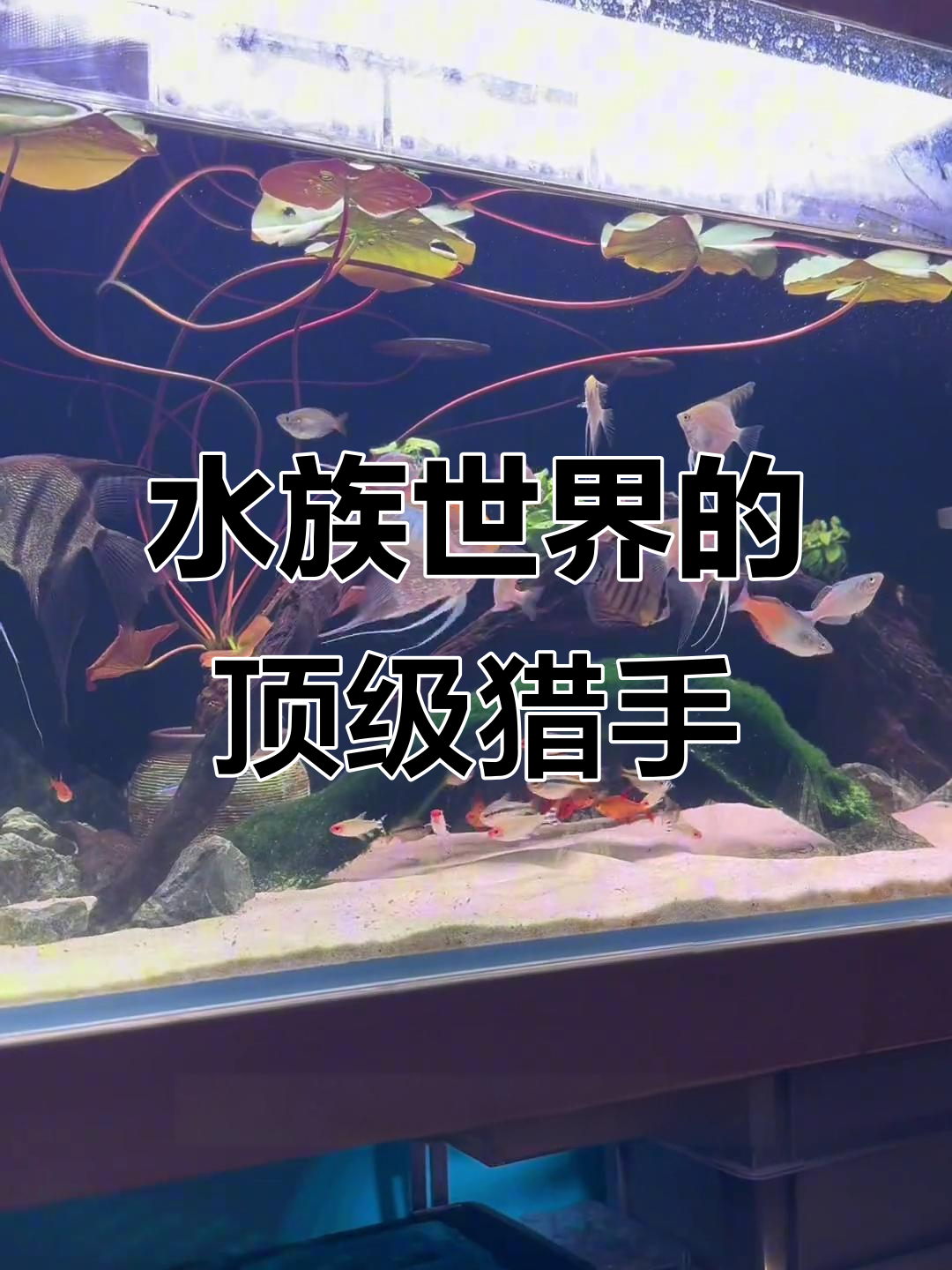鱼缸中的顶级掠食者,招财猫如何称霸水族世界