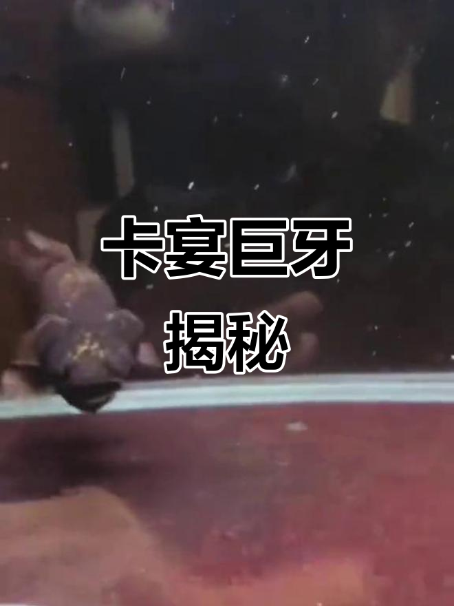 卡宴巨牙：来自法属圭亚那的神秘河中怪兽