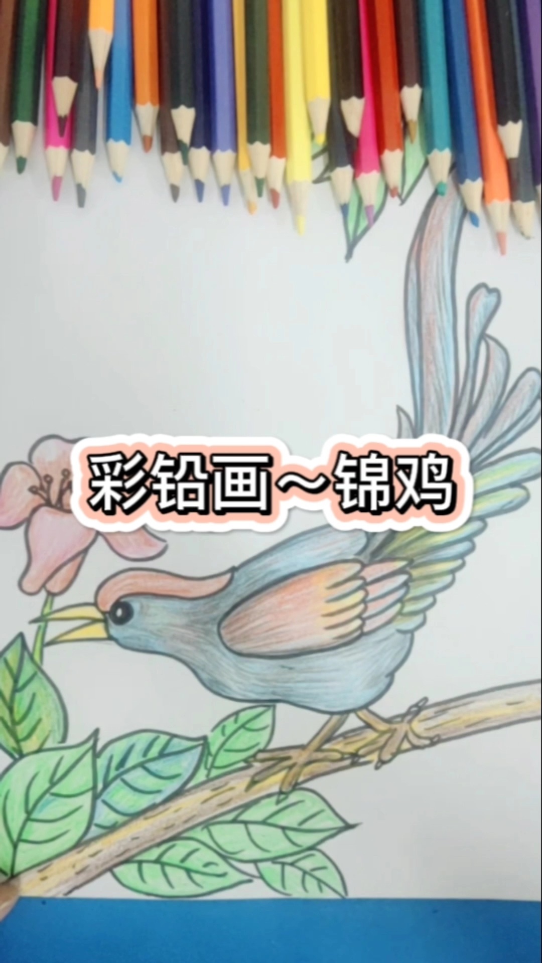 简笔画～锦鸡的画法