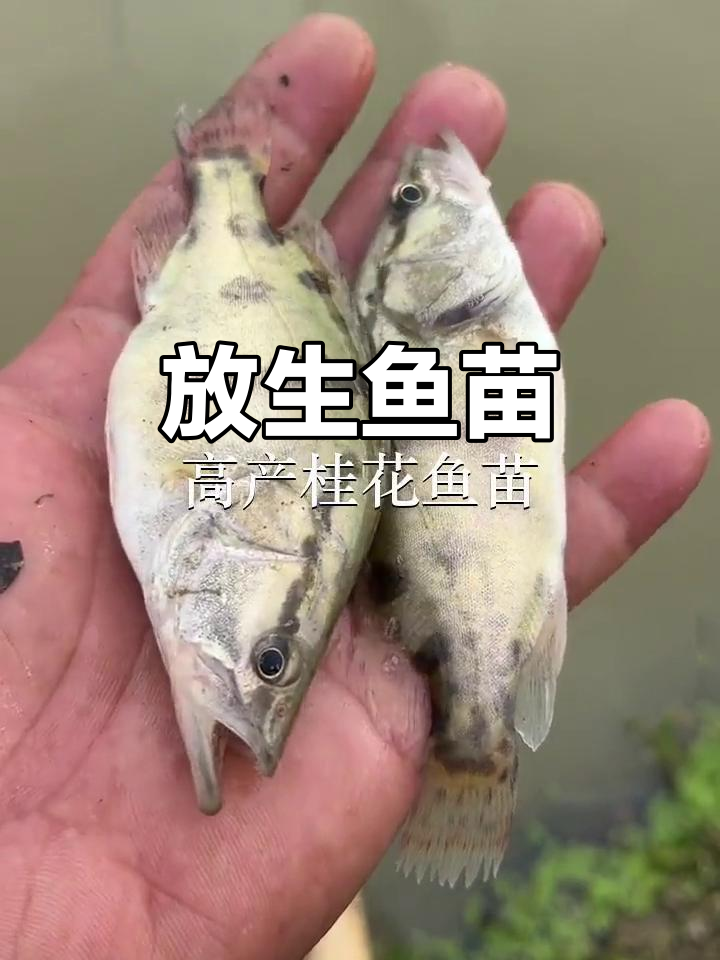 深圳多地鱼苗场,放生新生命