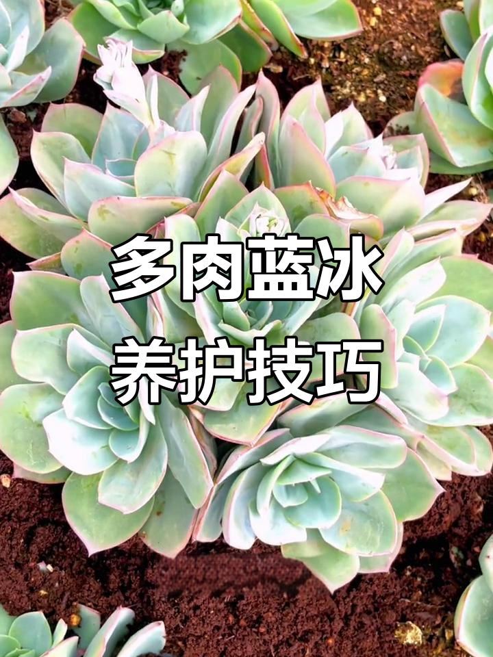 蓝冰多肉植物养护全攻略:品种、习性与注意事项