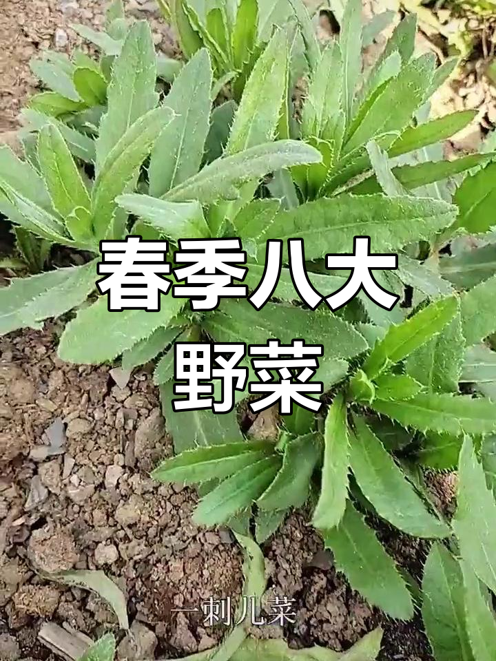 春天必吃的八种野菜,你吃过几种?