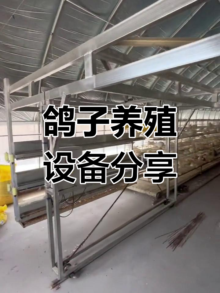 肉鸽养殖棚舍设计解析:料车与保健砂系统