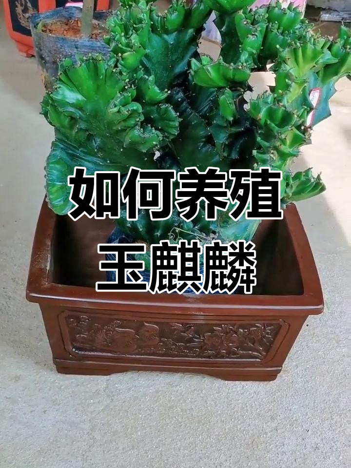 玉麒麟盆栽养护技巧