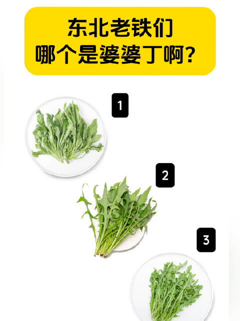 「你知道吗?婆婆丁就是蒲公英」在东北,没有一颗婆婆丁能活过五一!你认识婆婆丁吗?其实婆婆丁