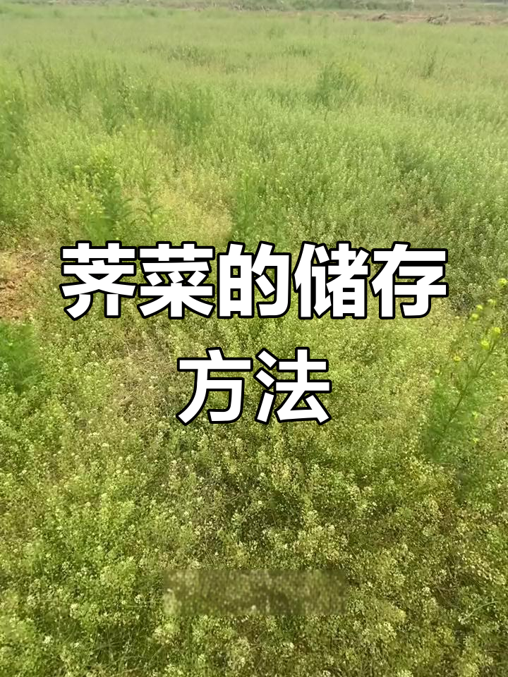 荠菜晒干保存,一年四季都能享用美味