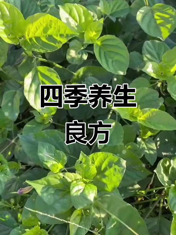 猪肝菜四季皆宜,养肝明目、解暑清肺,功效多样