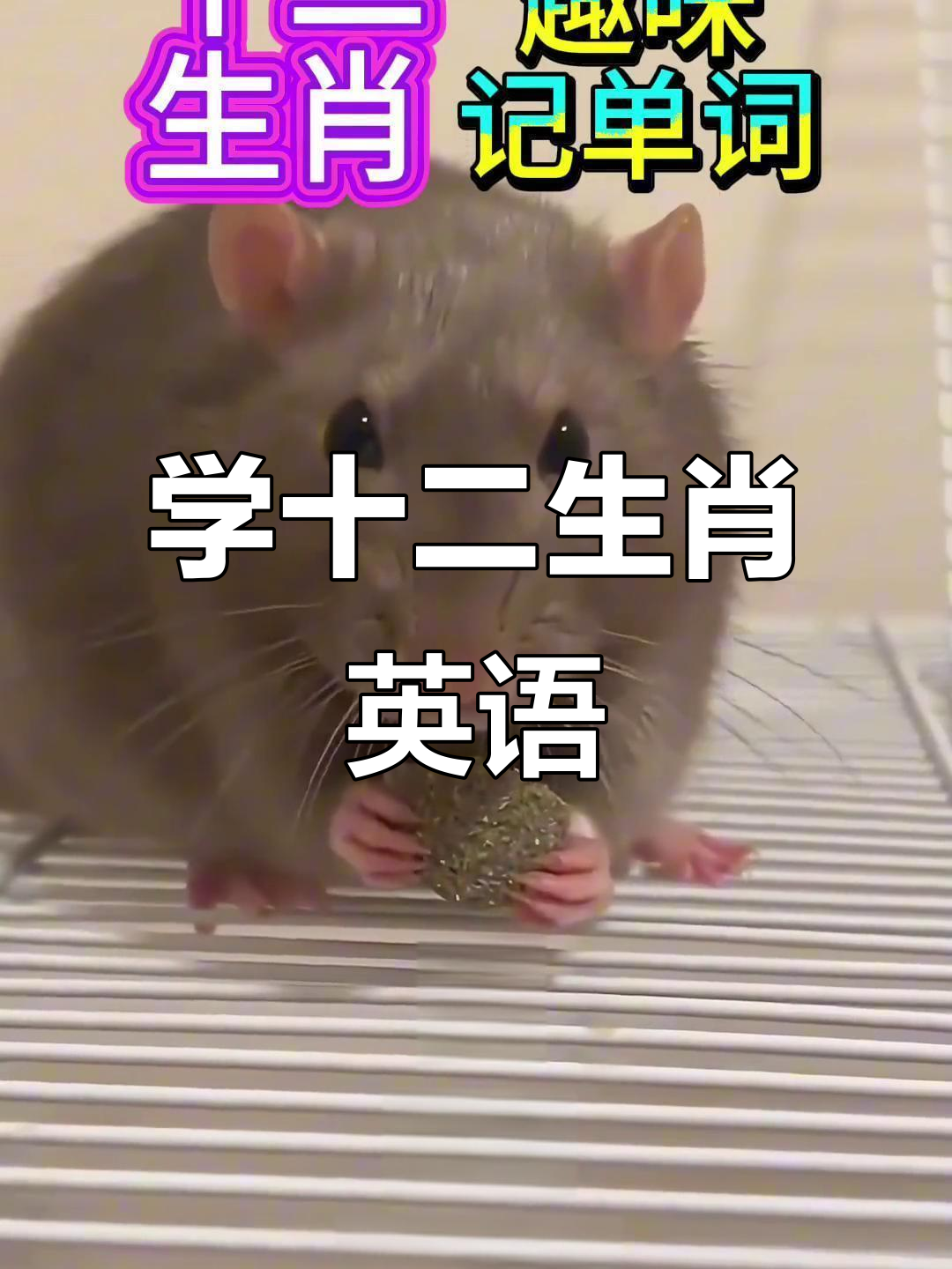 轻松学会十二生肖英文单词,快速掌握口语表达