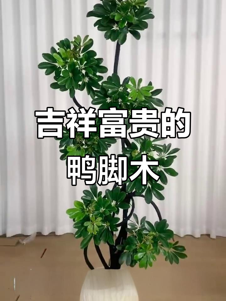 鸭脚木:寓意富贵,室内绿植首选