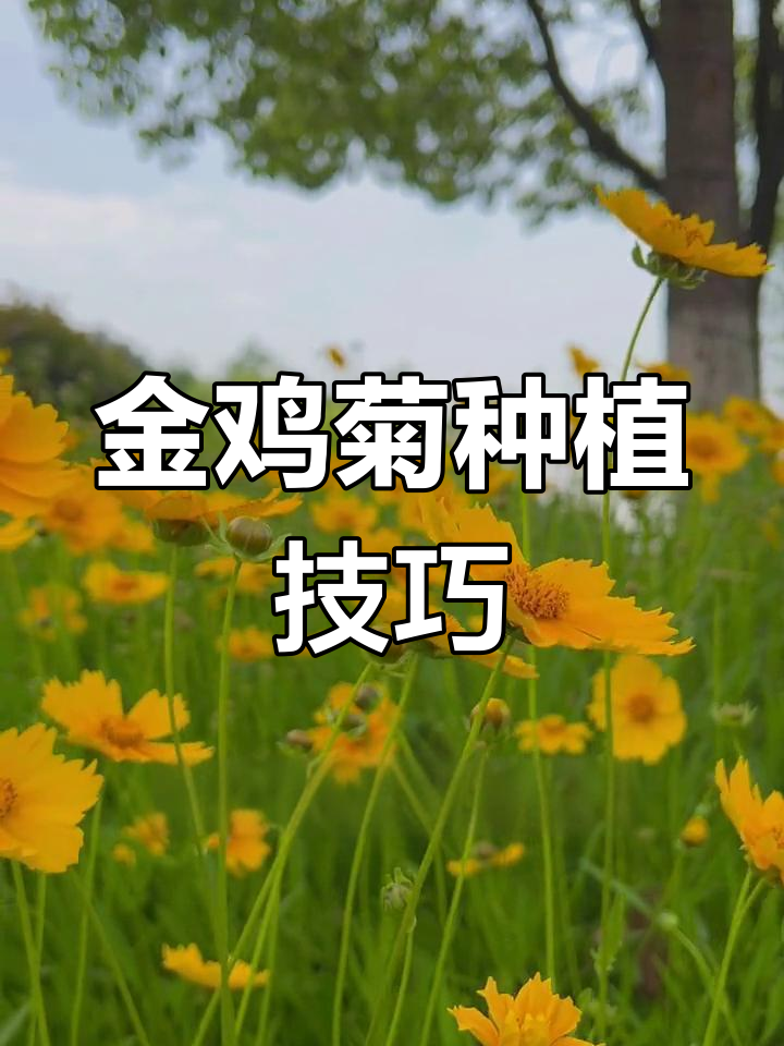 金鸡菊种植全攻略:如何让花期更长