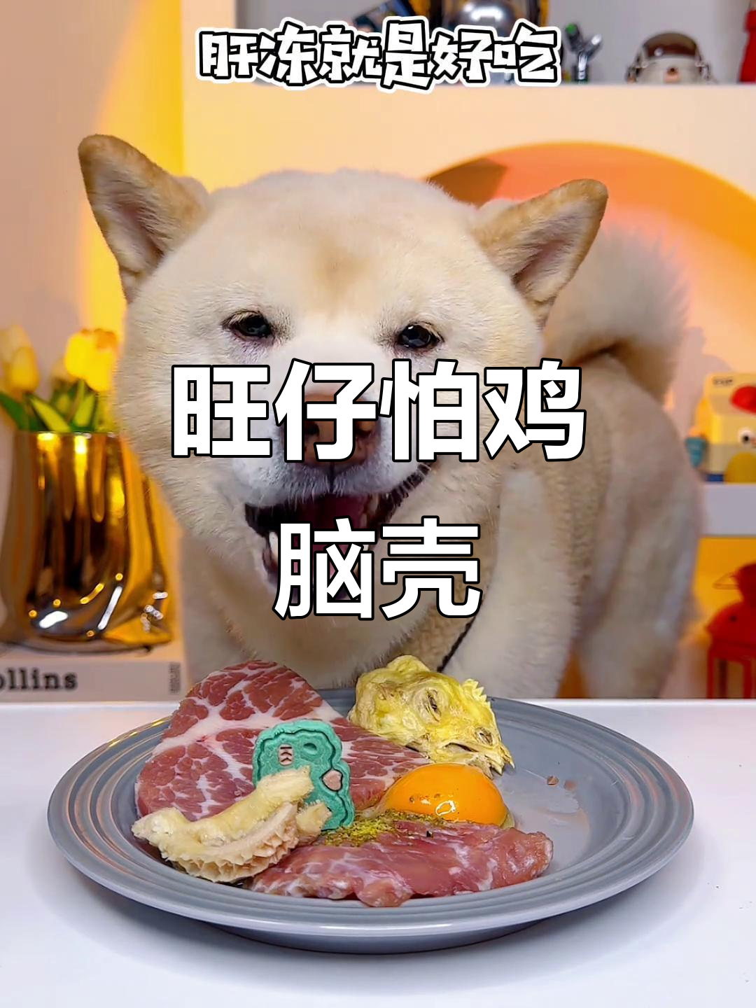 旺仔被鸡脑壳吓退,连吃带玩全乱了套