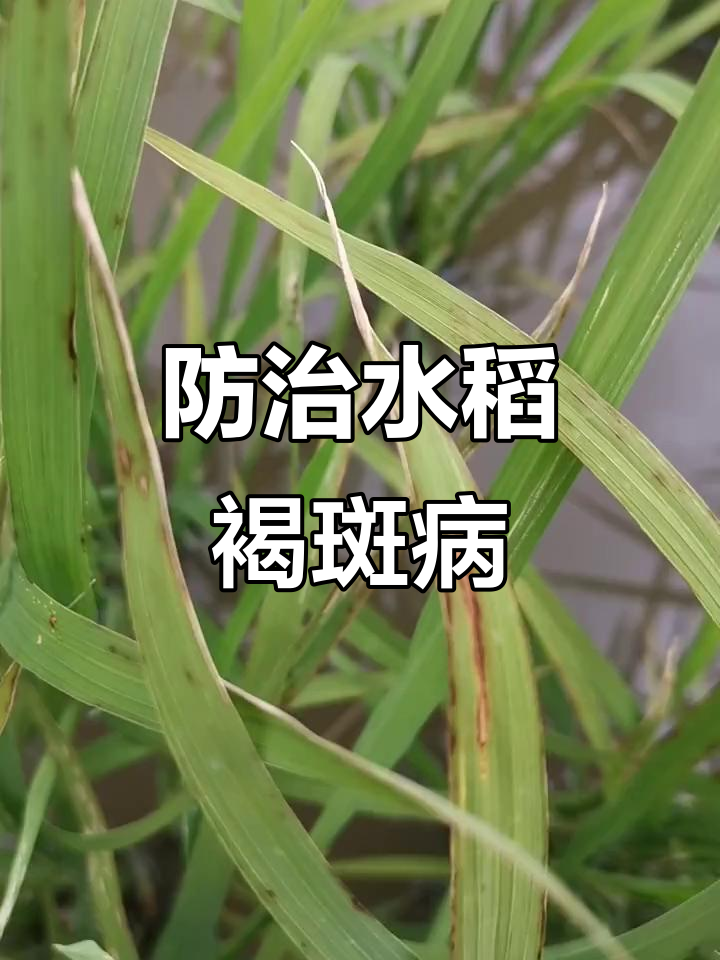 水稻细菌性褐斑病来袭,如何应对?