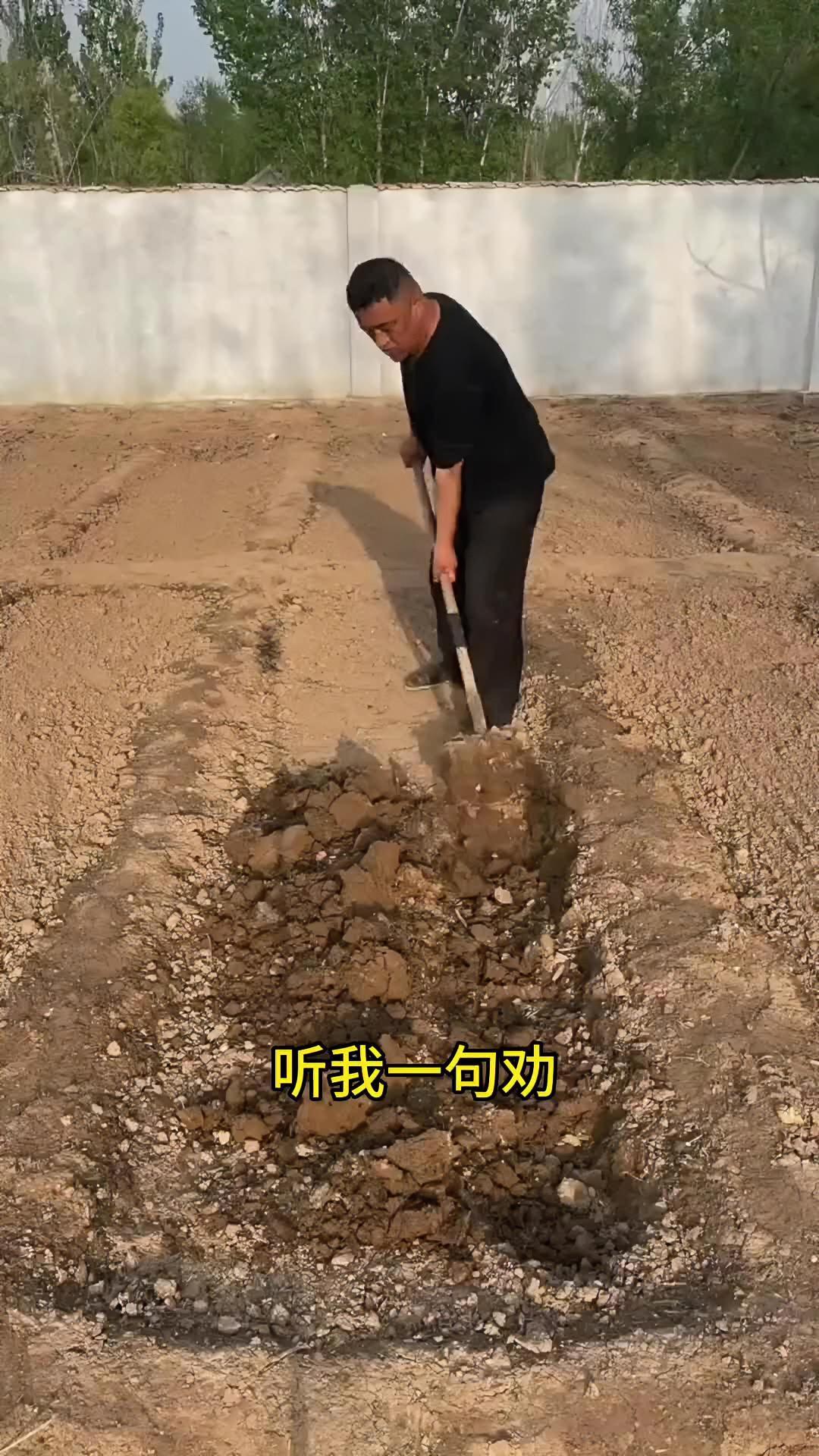 菠菜有很多,这种菠菜,你吃过吗?菠菜种子 菠菜