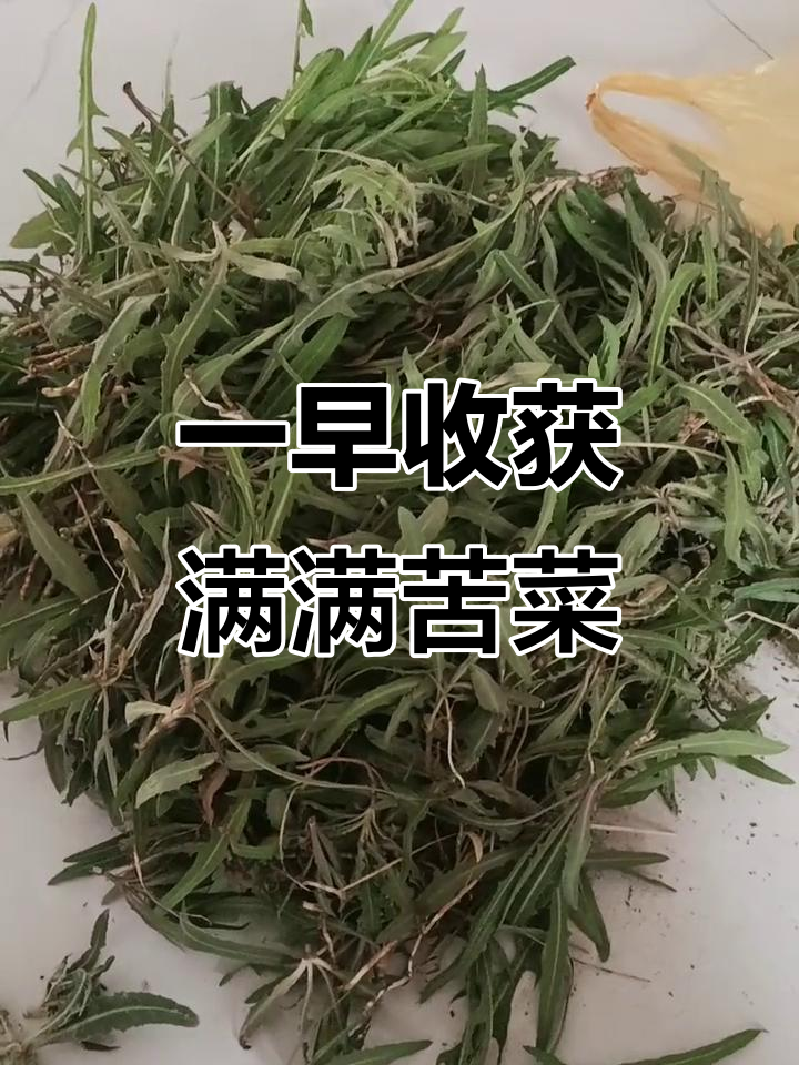 早起挖苦苦菜,竟然在花丛中找到这么多!