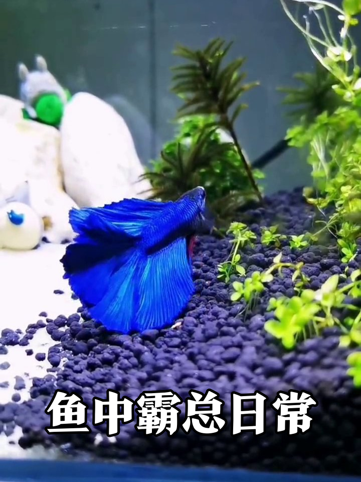 蓝色斗鱼鱼缸当总裁,毛绒玩具成摸鱼员工