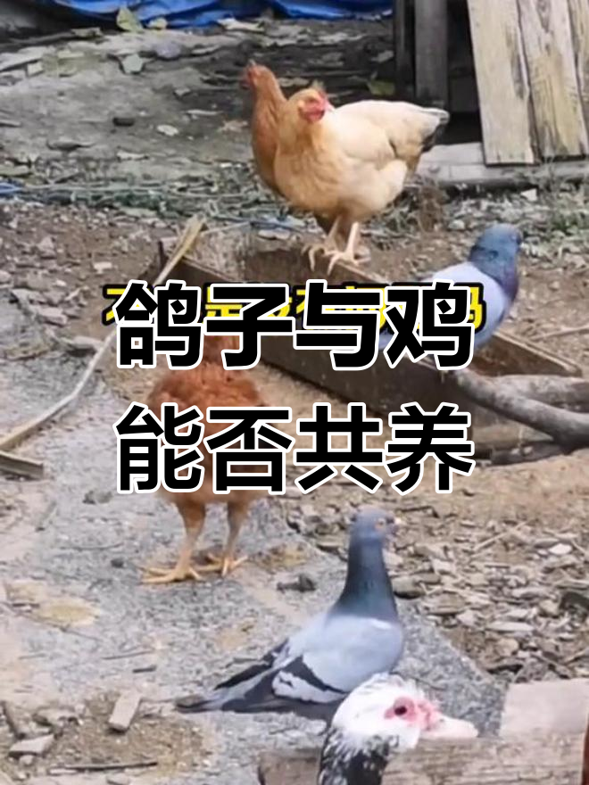 鸽子和鸡能一起养吗?了解原因和风险