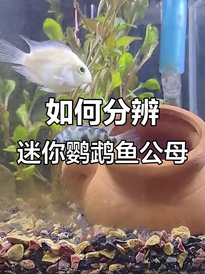 迷你鹦鹉鱼公母分辨技巧,掌握这三点轻松辨别