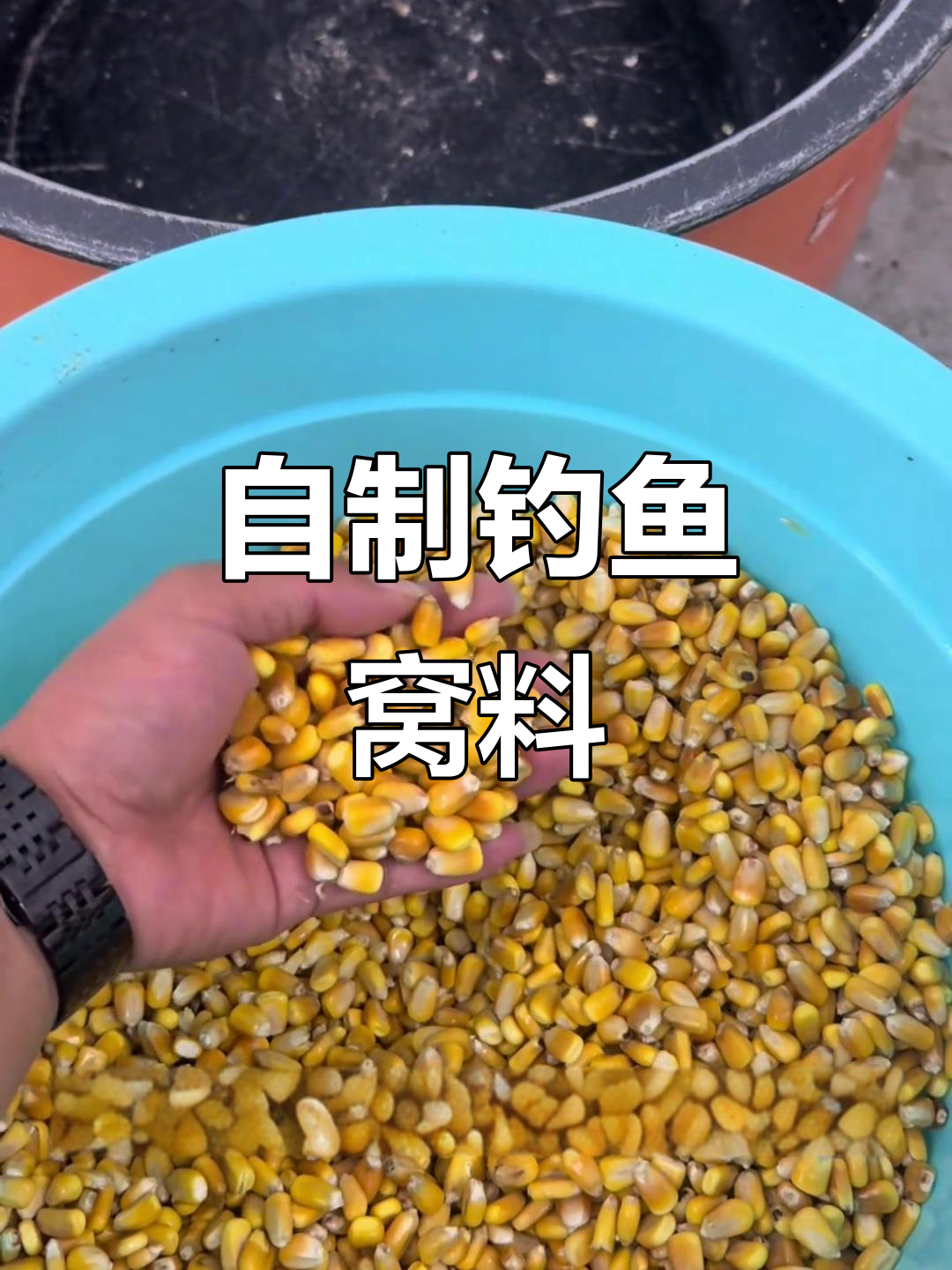 夏季钓大草鱼鲤鱼的自制发酵窝料,轻松爆护!