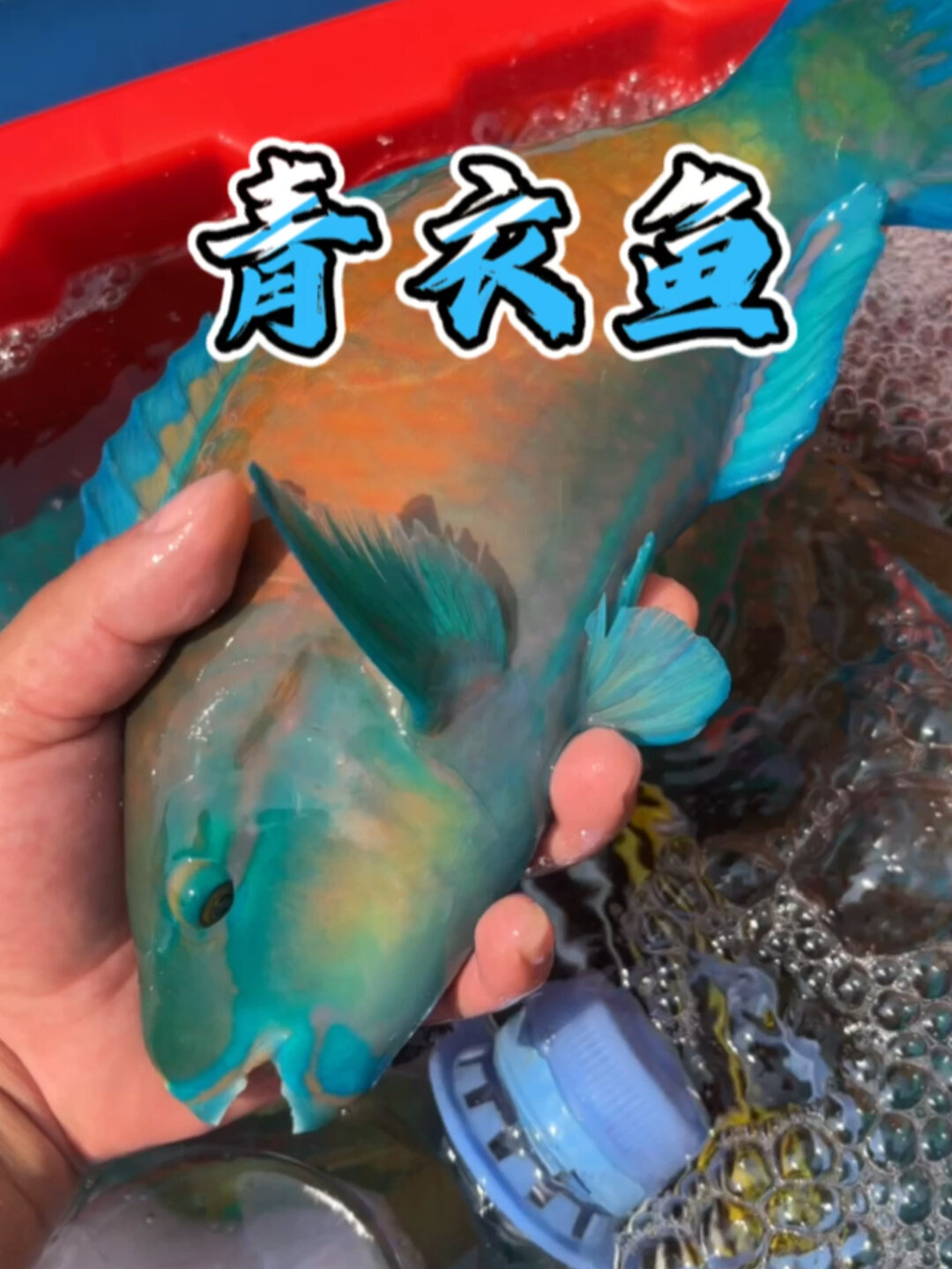 鹦哥鱼(青衣鱼)