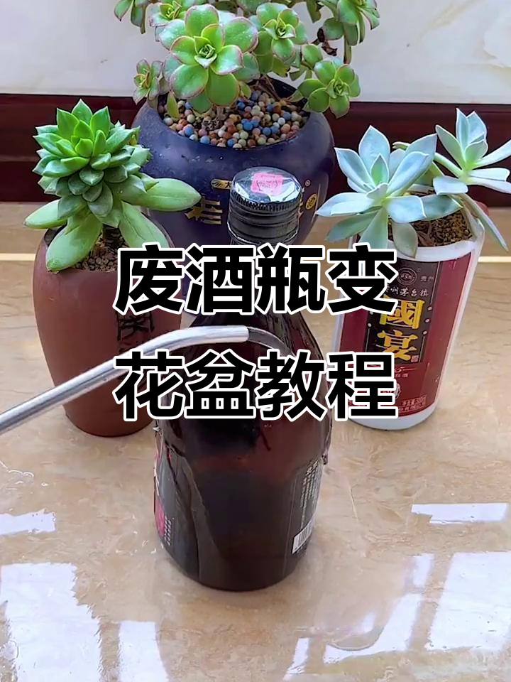 用废酒瓶做花盆，简单又结实，多肉植物必备神器