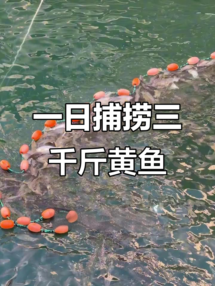 一天捕捞3000斤大黄鱼,东海一号养殖基地揭秘