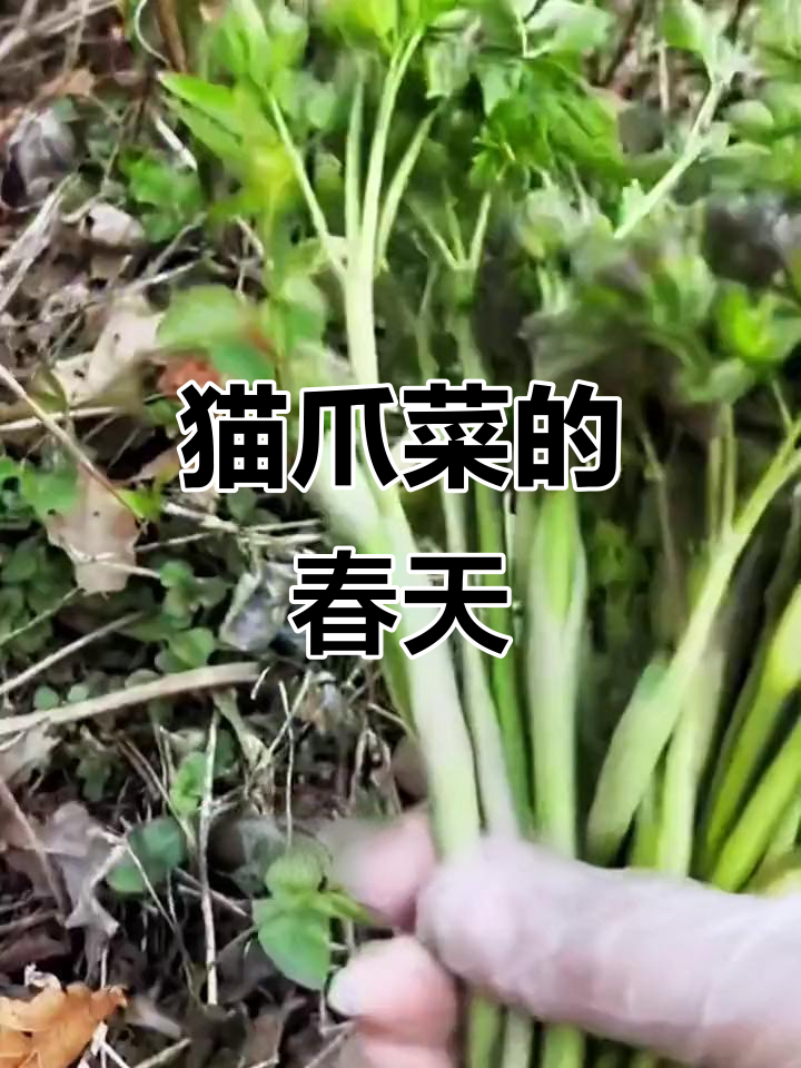东北特色猫爪子菜,种植简单又美味